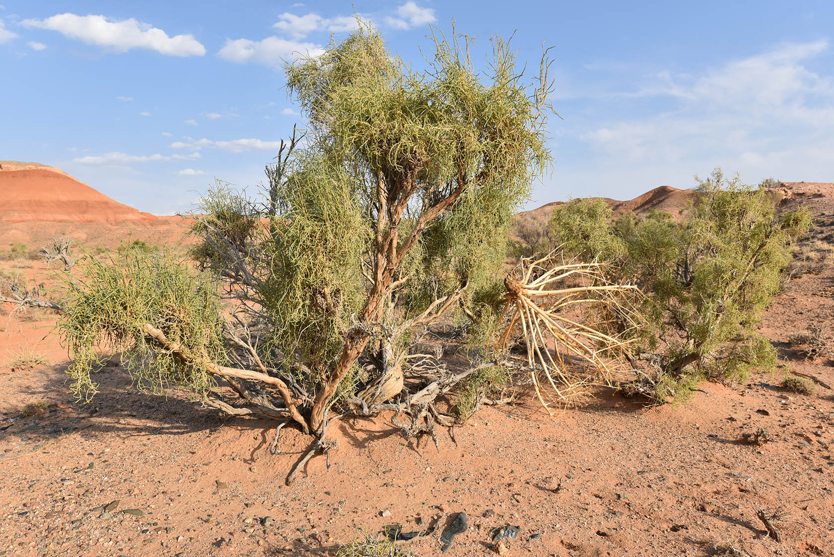 Горы Улькен-Богуты, image of landscape/habitat.