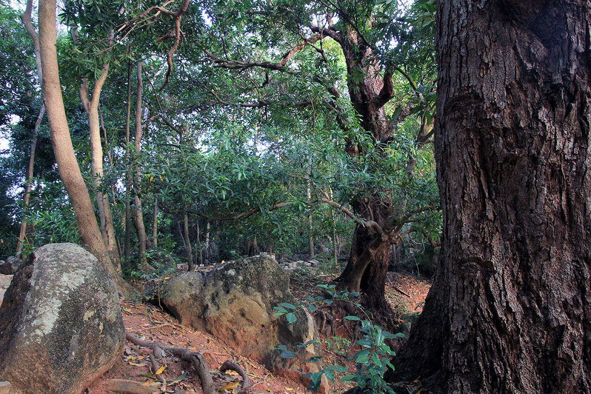 Нуси Комба, изображение ландшафта.