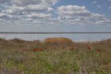 Эльтон, image of landscape/habitat.