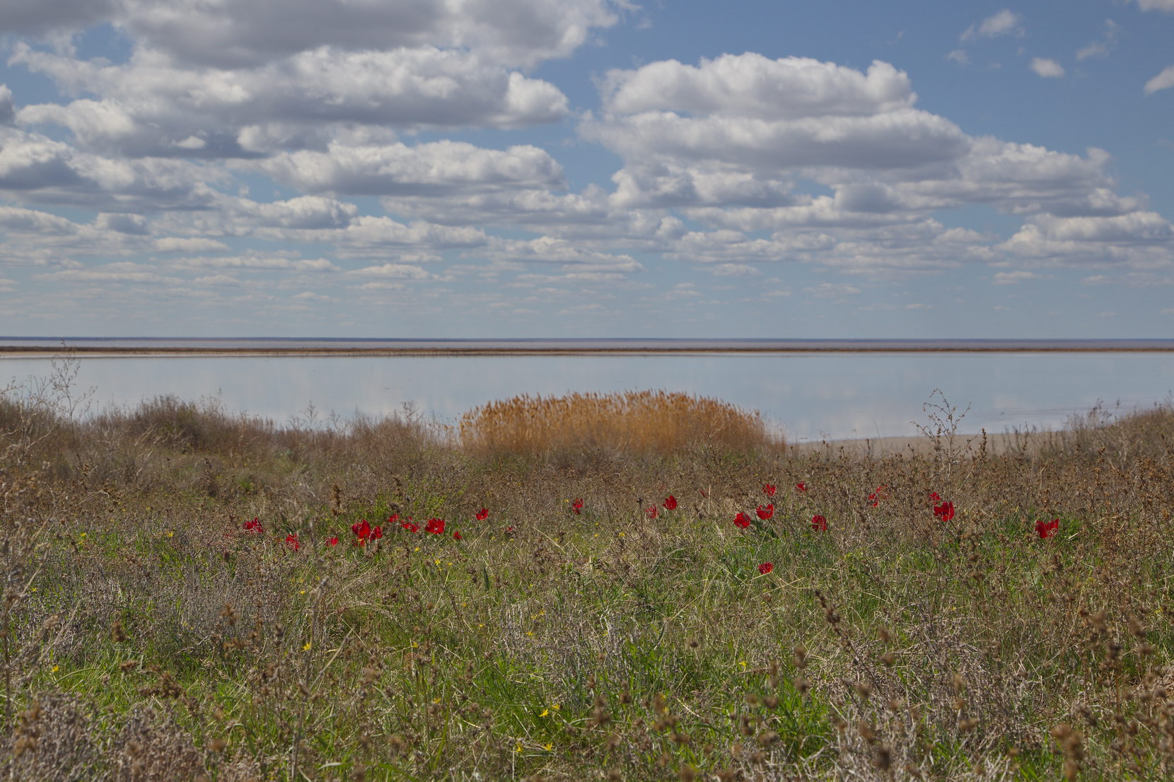 Эльтон, image of landscape/habitat.