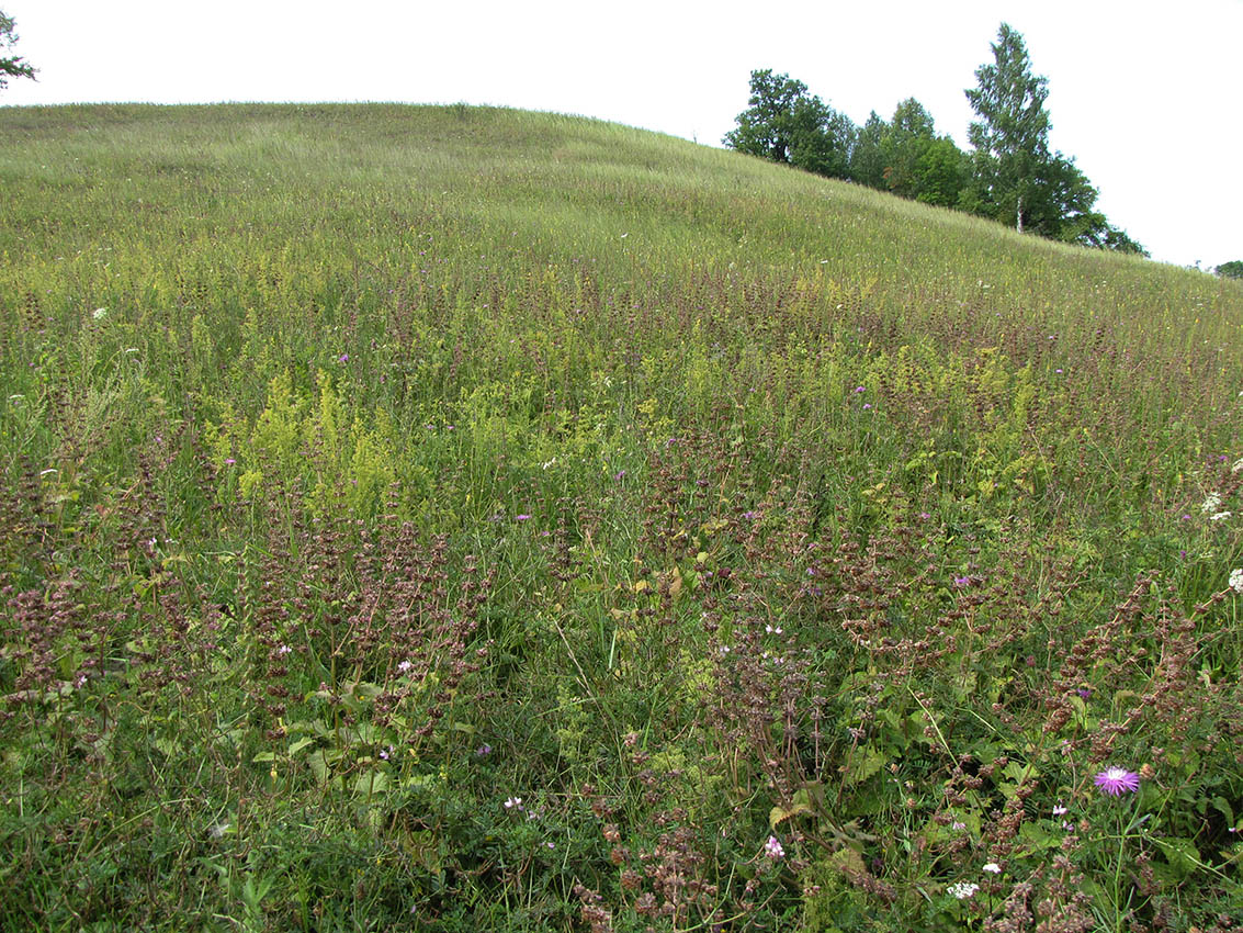 Буровая, image of landscape/habitat.