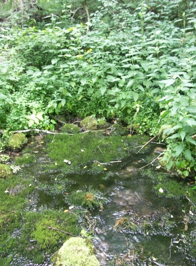 Верховья реки Шингарки, image of landscape/habitat.