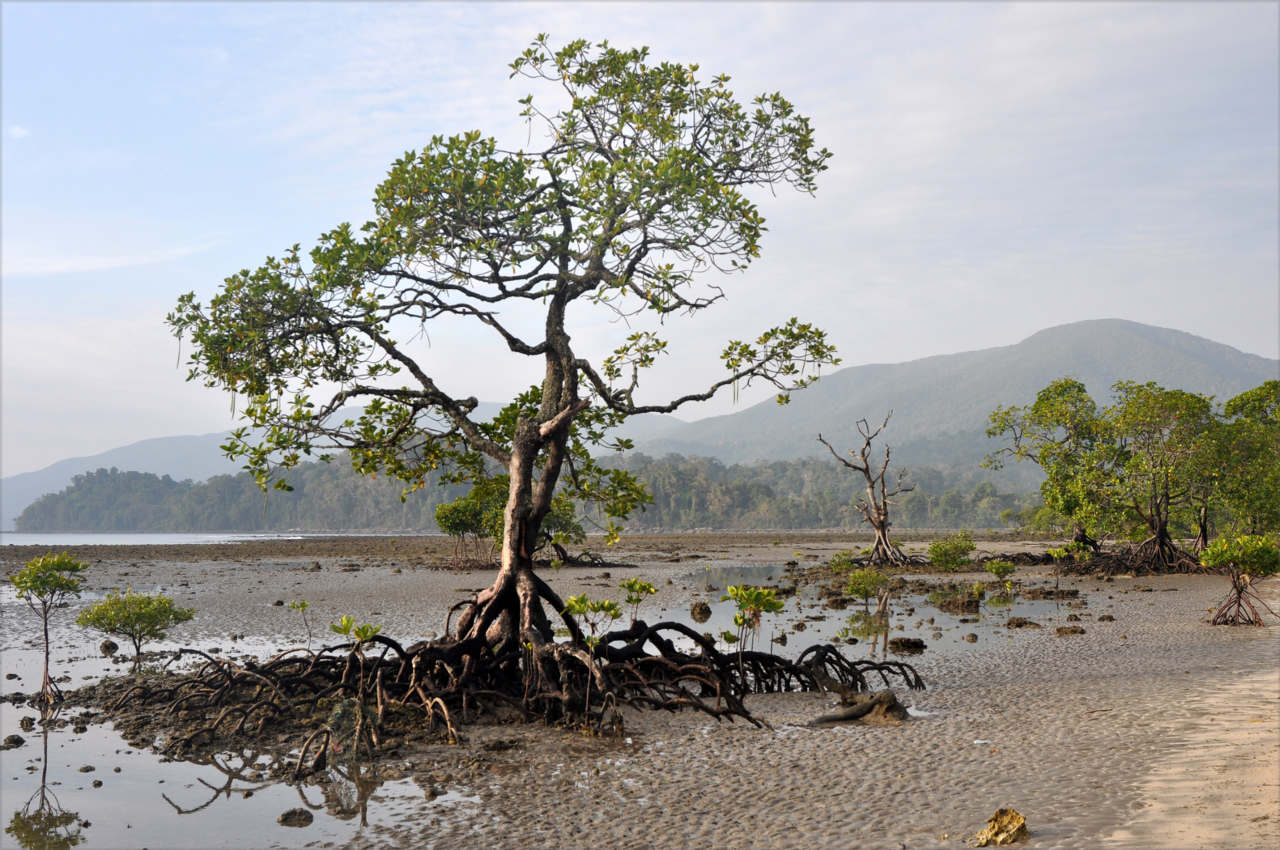 Окрестности города Диглипур, image of landscape/habitat.