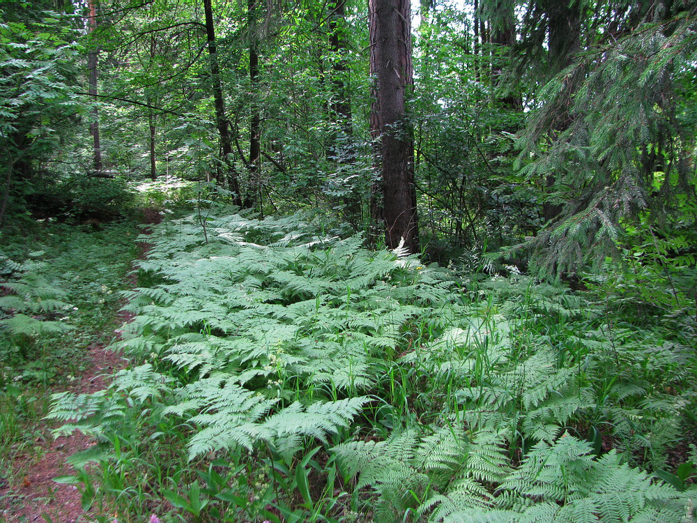 Окрестности Раифы, image of landscape/habitat.