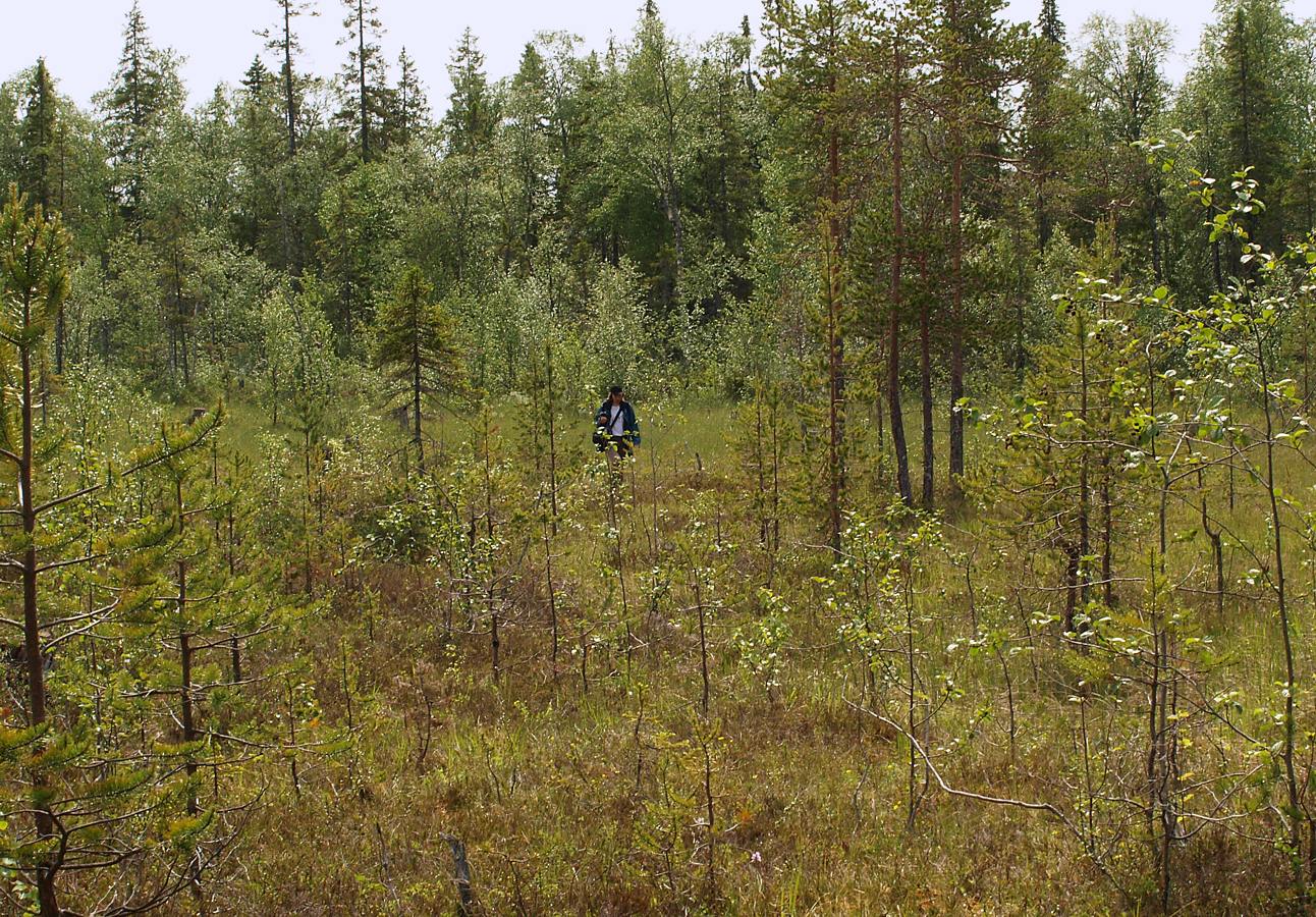 Лувеньгские Тундры, image of landscape/habitat.