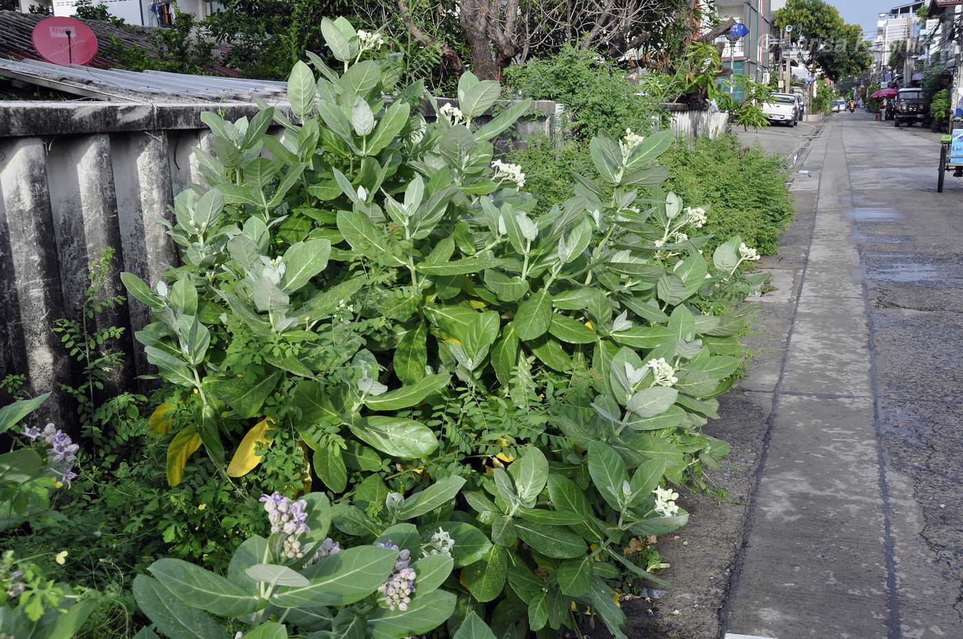 Донмыанг (Don Mueang), image of landscape/habitat.