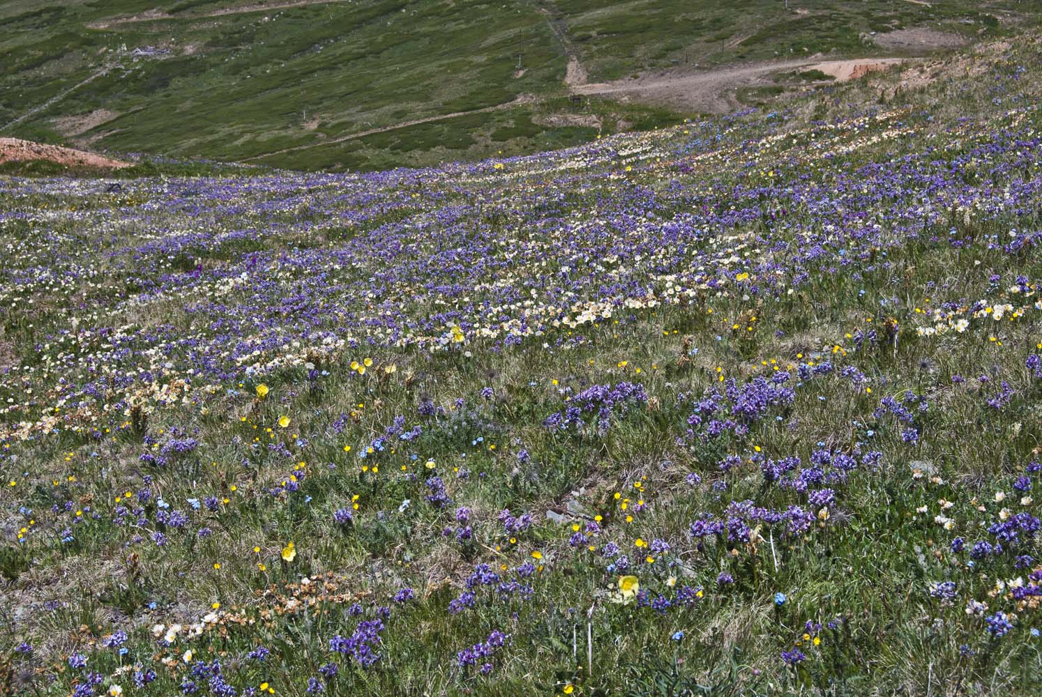 Курайский хребет, image of landscape/habitat.