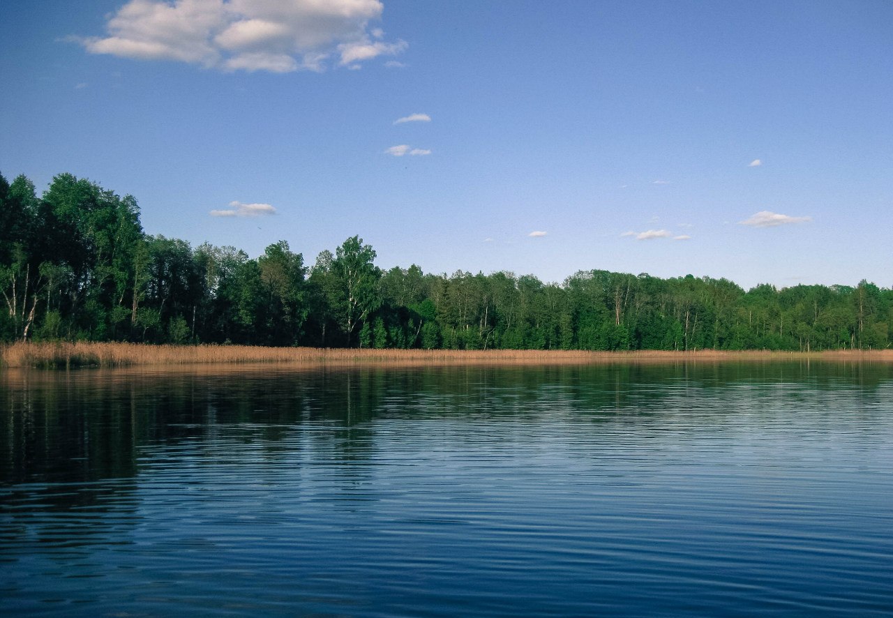 Чистое и окрестности, image of landscape/habitat.