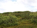 Image of landscape