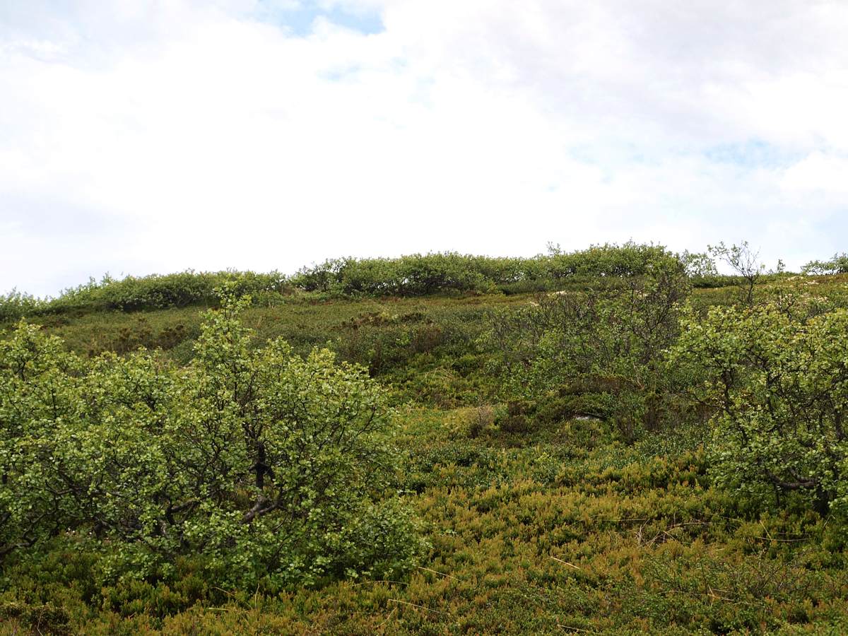 Лувеньгские Тундры, image of landscape/habitat.
