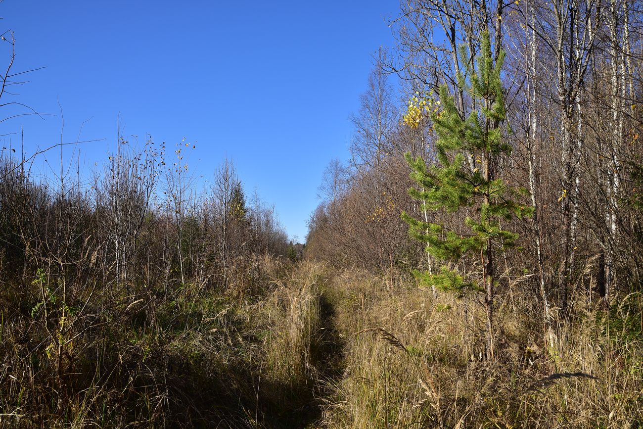 Каверино, image of landscape/habitat.