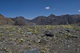 Курайский хребет, image of landscape/habitat.