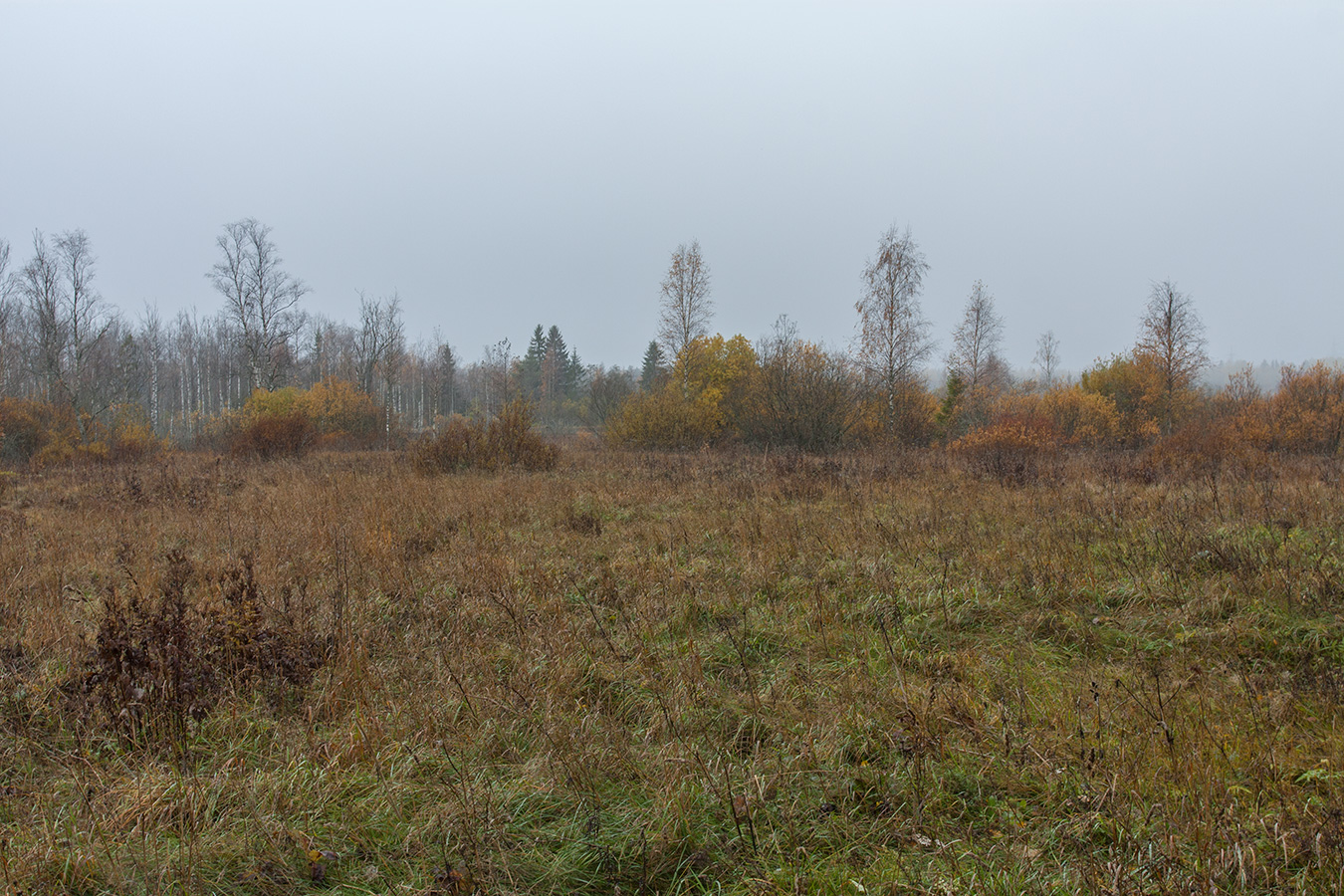 Верховья Оредежа, image of landscape/habitat.