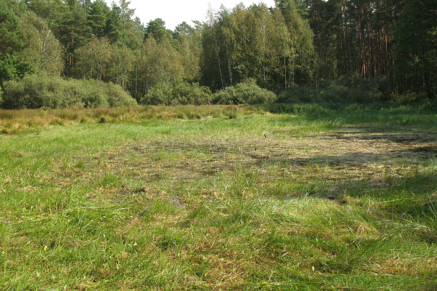 Приокско-Террасный заповедник, image of landscape/habitat.