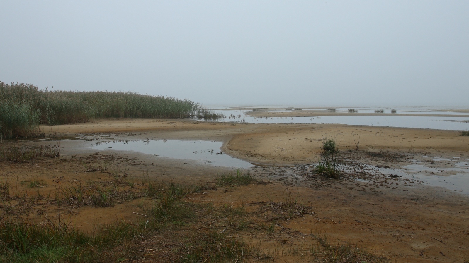 Спицино, image of landscape/habitat.