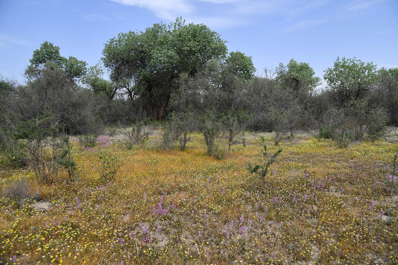"Королевская дача", image of landscape/habitat.
