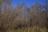 Каверино, image of landscape/habitat.