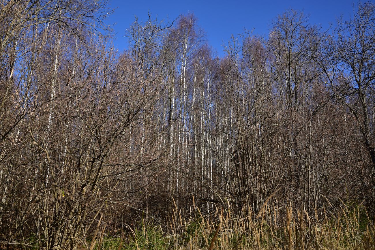 Каверино, image of landscape/habitat.