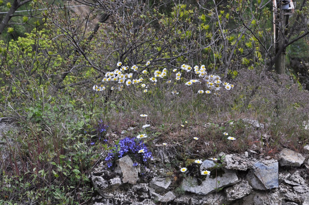 Окрестности монастыря Опиза, image of landscape/habitat.