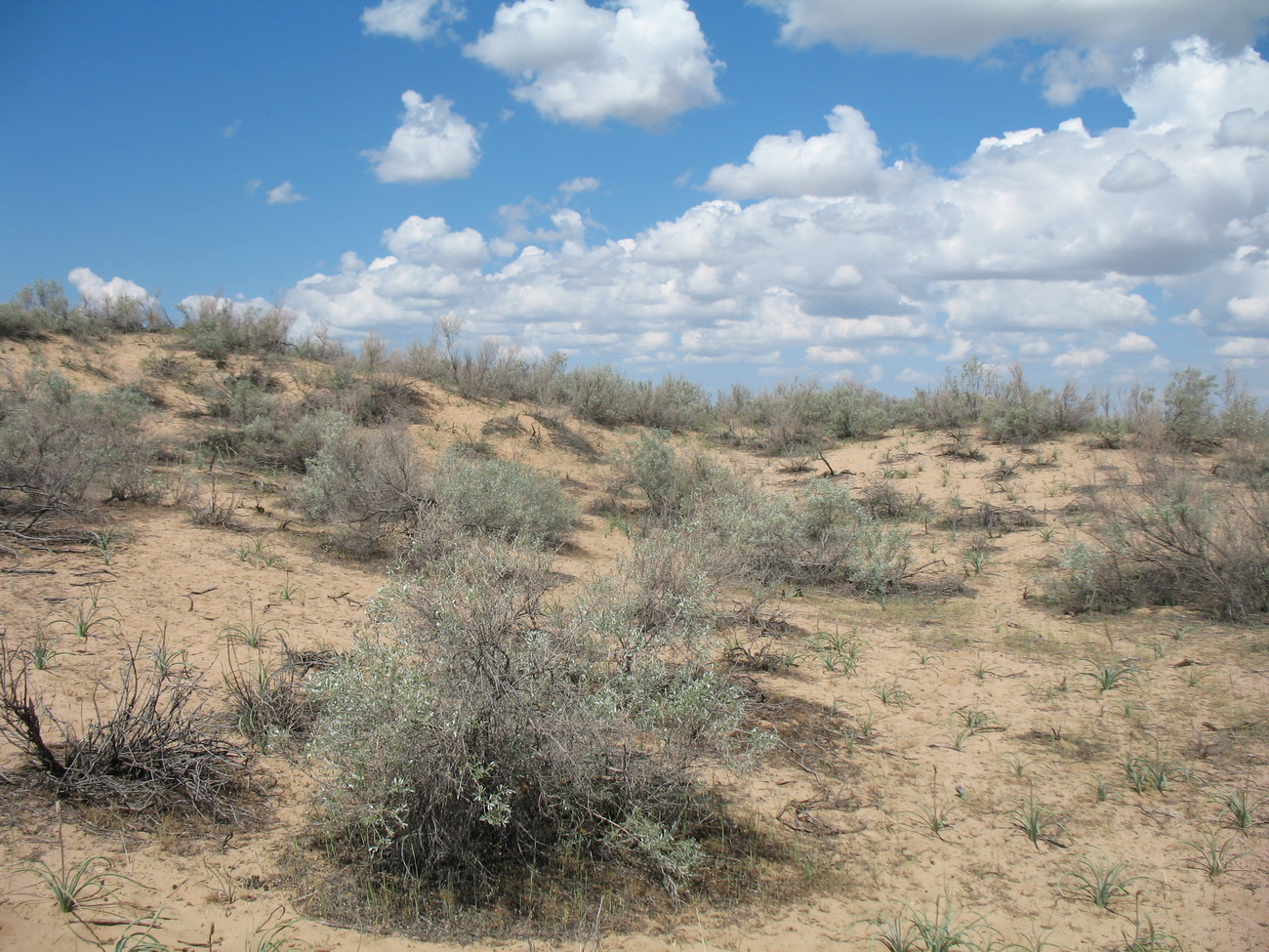 Акыртобе, image of landscape/habitat.