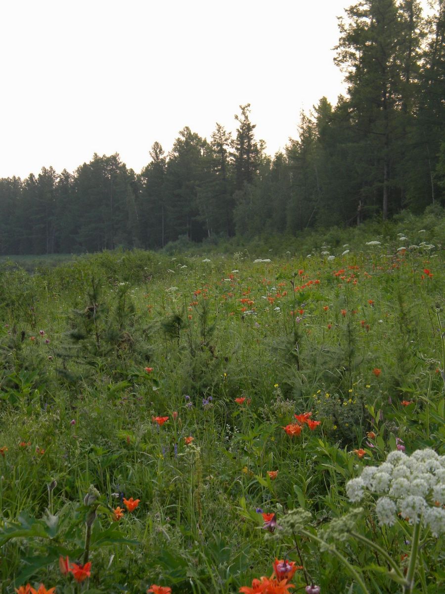 Кордон Выезд, image of landscape/habitat.