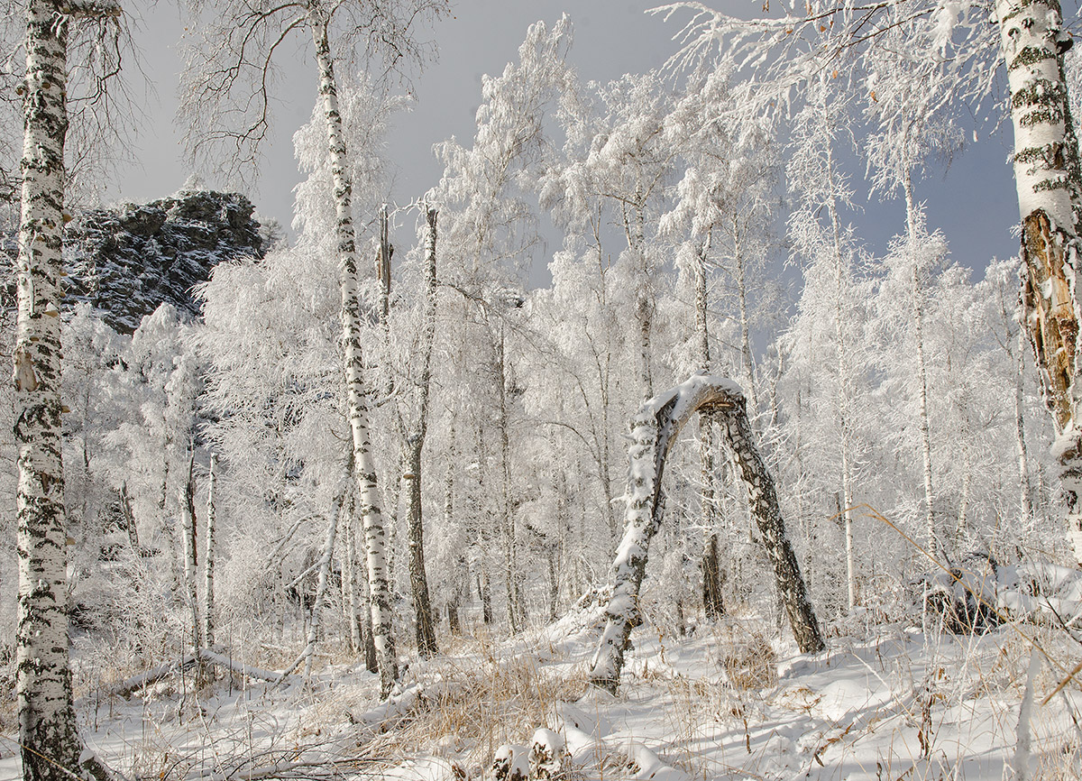 Окрестности Мусино, image of landscape/habitat.