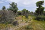 Image of landscape