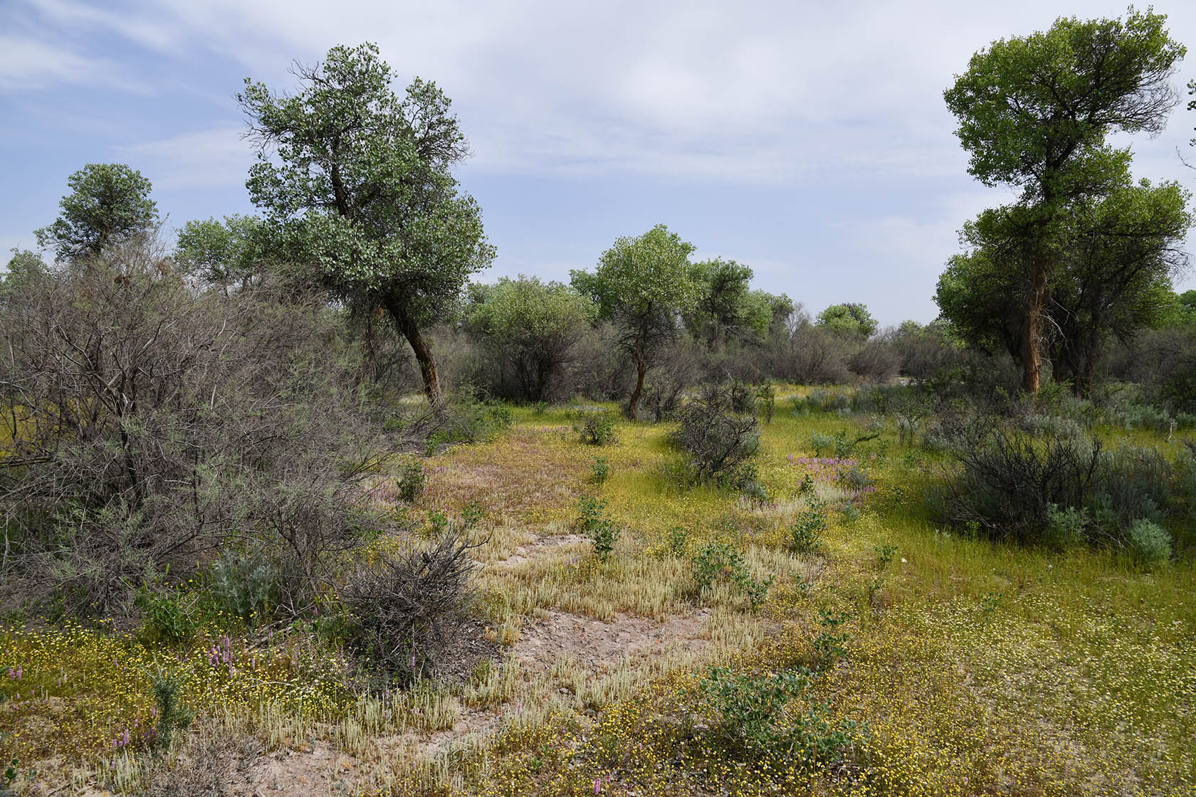 "Королевская дача", image of landscape/habitat.