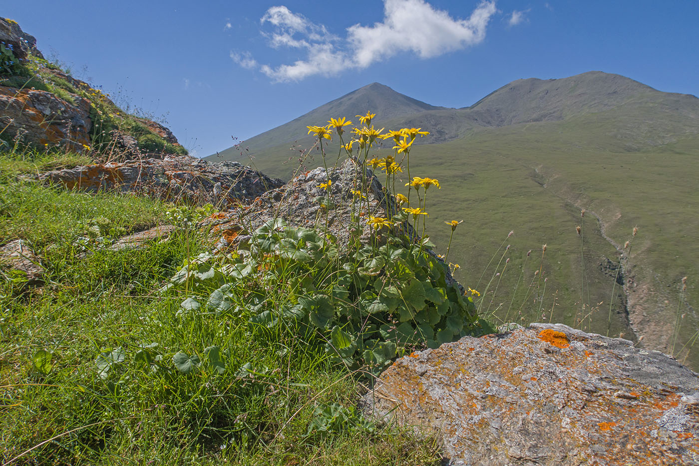 Чегетджара, image of landscape/habitat.