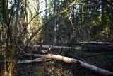 Лес близ Чёлоховского ручья, image of landscape/habitat.