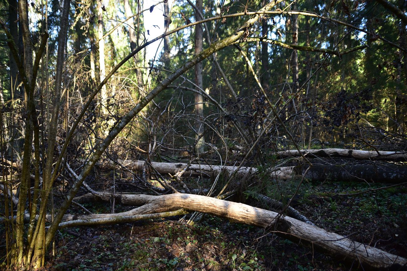 Лес близ Чёлоховского ручья, image of landscape/habitat.