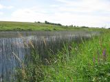 Корожечна у Спасского, image of landscape/habitat.