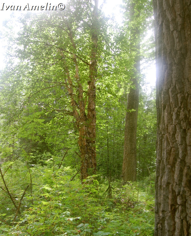 Долина реки Нижняя Конкули, image of landscape/habitat.