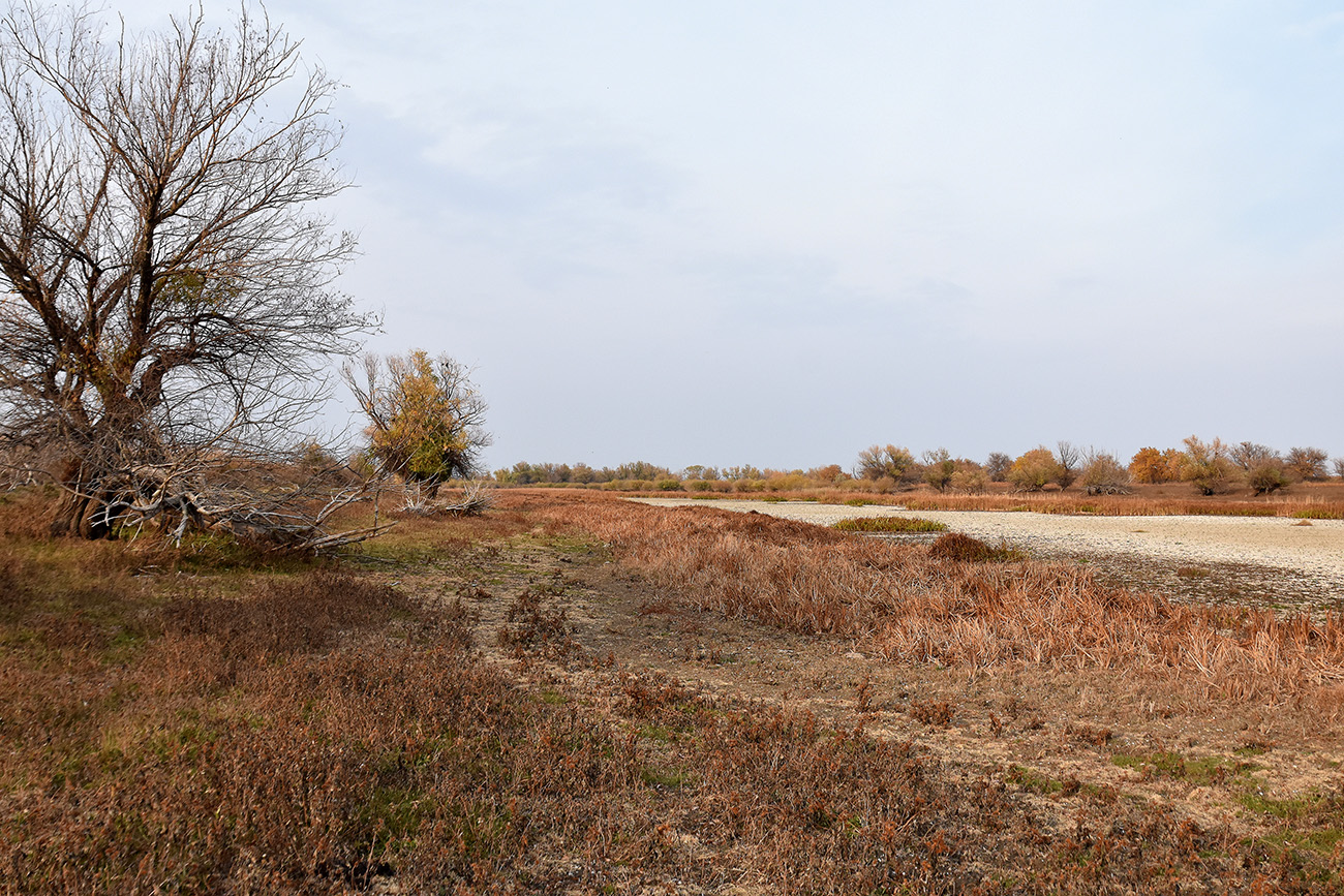 Вершина дельты Волги, image of landscape/habitat.