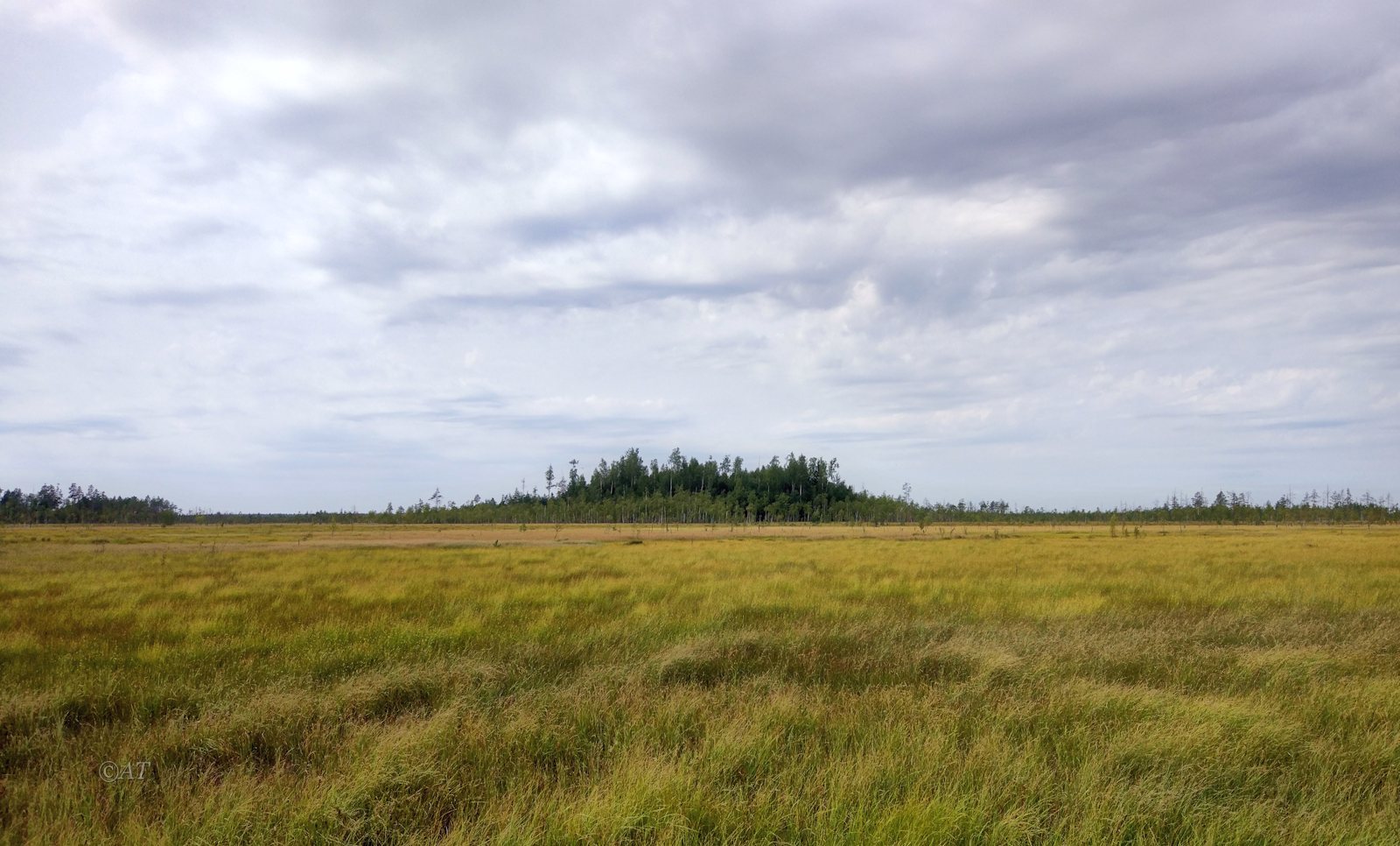 Пелецкий Мох, image of landscape/habitat.
