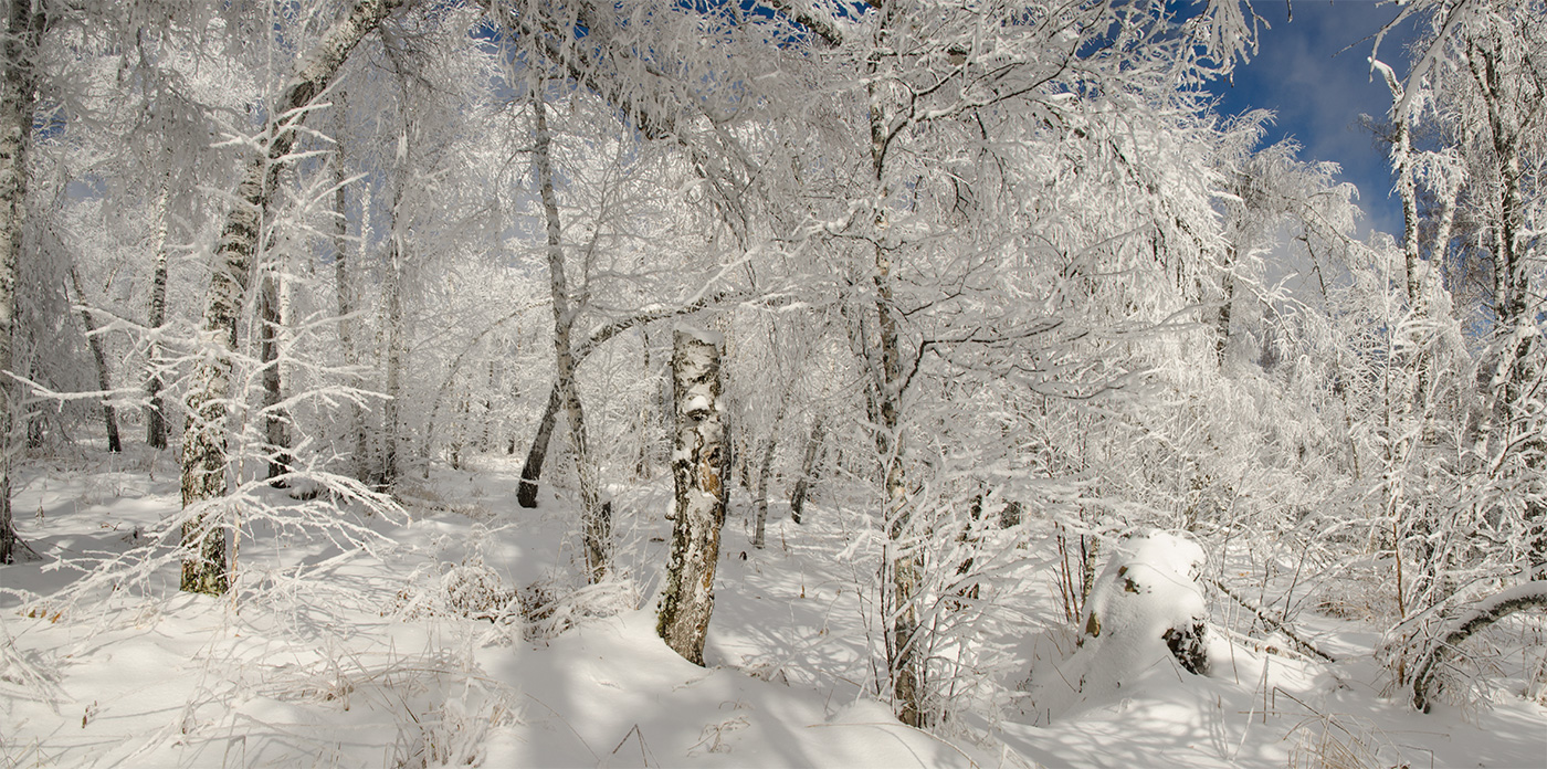 Окрестности Мусино, image of landscape/habitat.