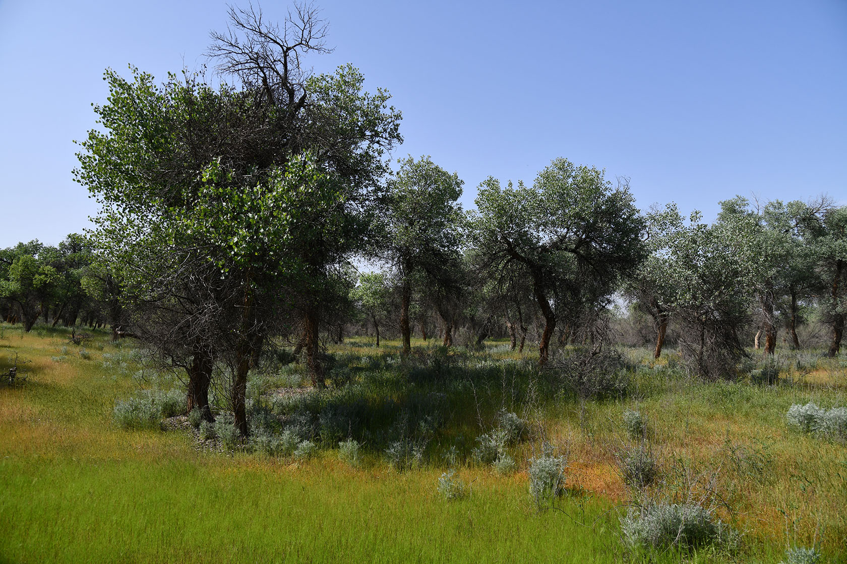 "Королевская дача", image of landscape/habitat.