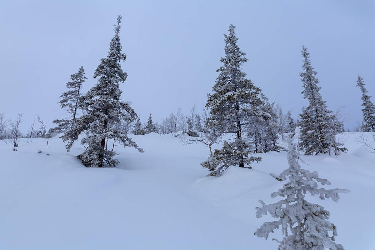 Гора Ельнюн, image of landscape/habitat.