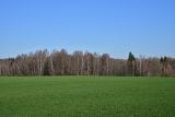 Чёлоховский пруд, image of landscape/habitat.