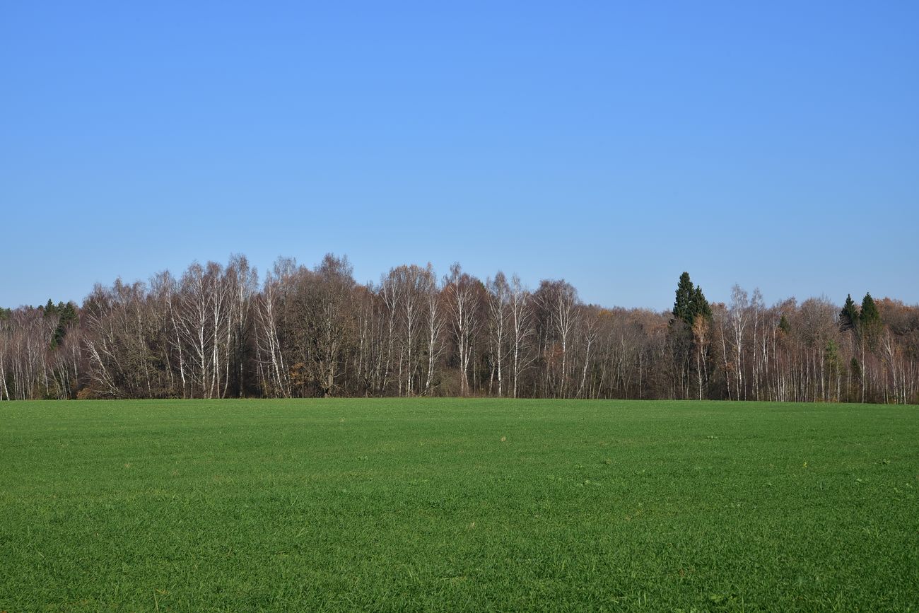 Чёлоховский пруд, image of landscape/habitat.