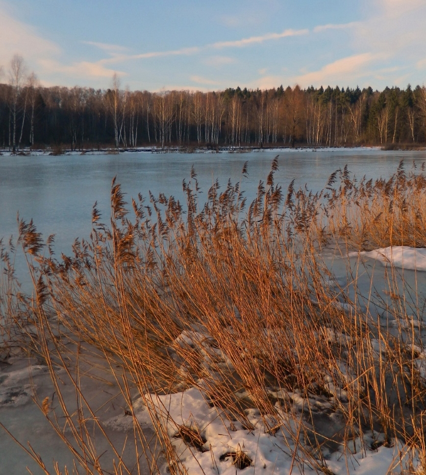 Окрестности города Одинцово, image of landscape/habitat.