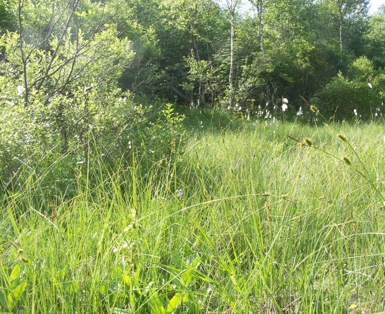 Верховья реки Шингарки, image of landscape/habitat.