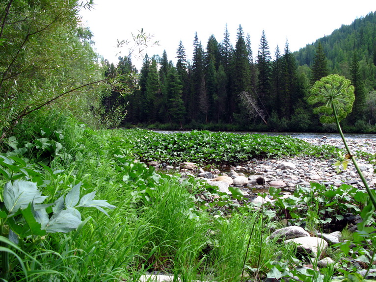 Ергаки, image of landscape/habitat.