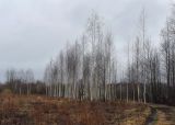 Закамск, image of landscape/habitat.