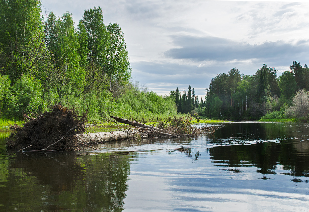 Башенёвский мост и окрестности, image of landscape/habitat.