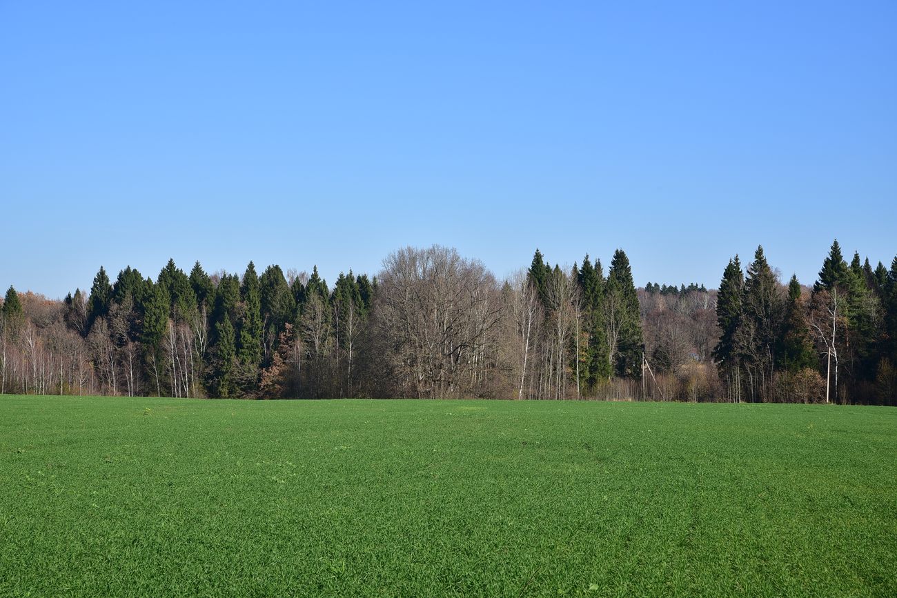 Чёлоховский пруд, image of landscape/habitat.