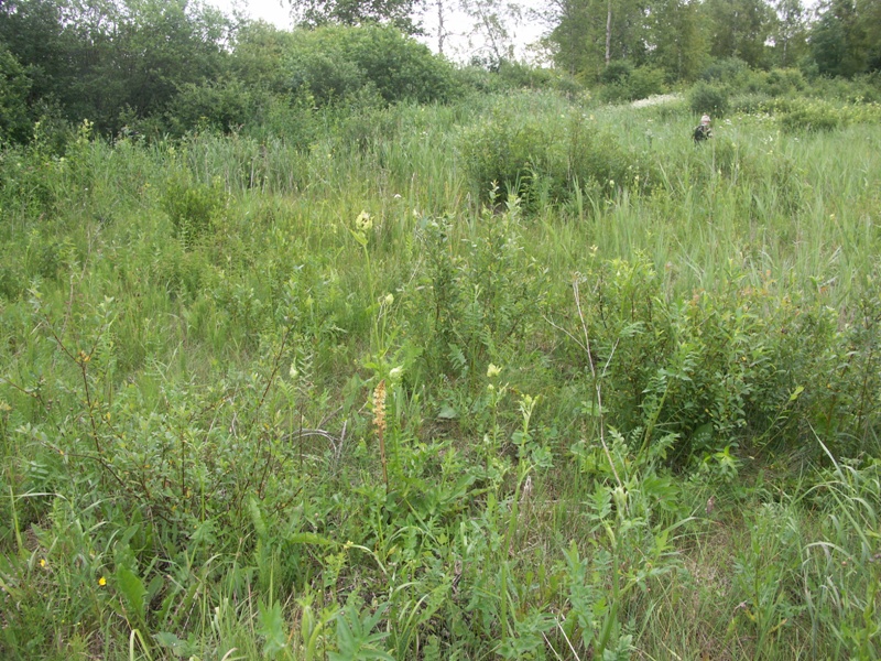 Верховья реки Шингарки, image of landscape/habitat.