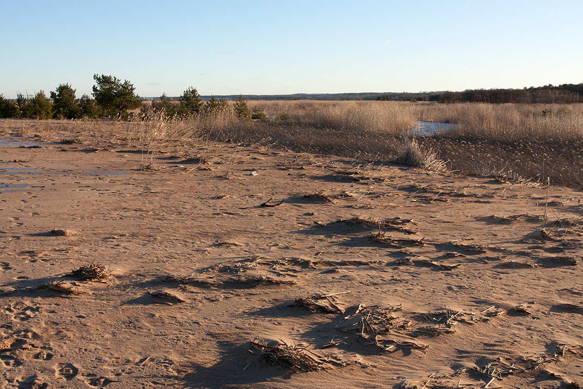 Большая Ижора, image of landscape/habitat.