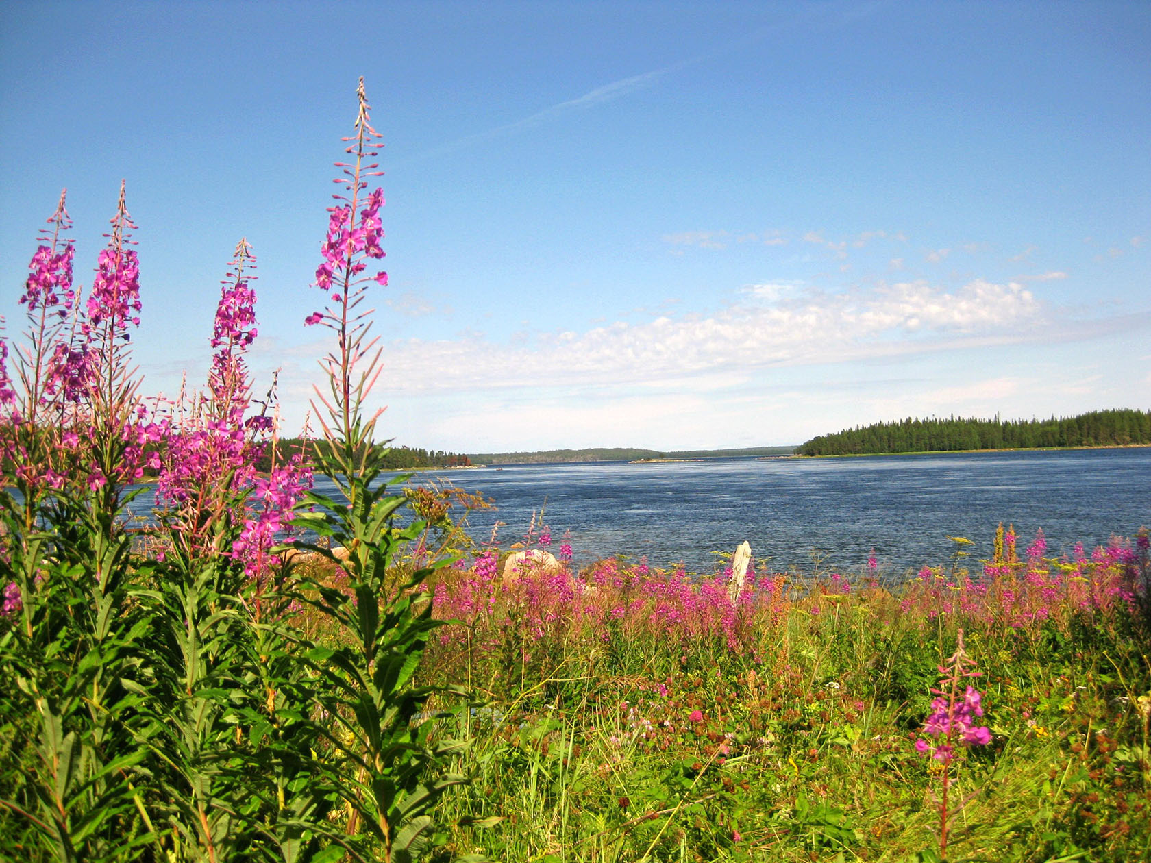 Нильмогуба и окрестности, image of landscape/habitat.