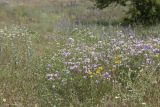 Куйбышево и окрестности, image of landscape/habitat.